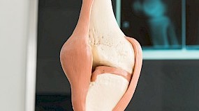 Anatomie Kniegelenk