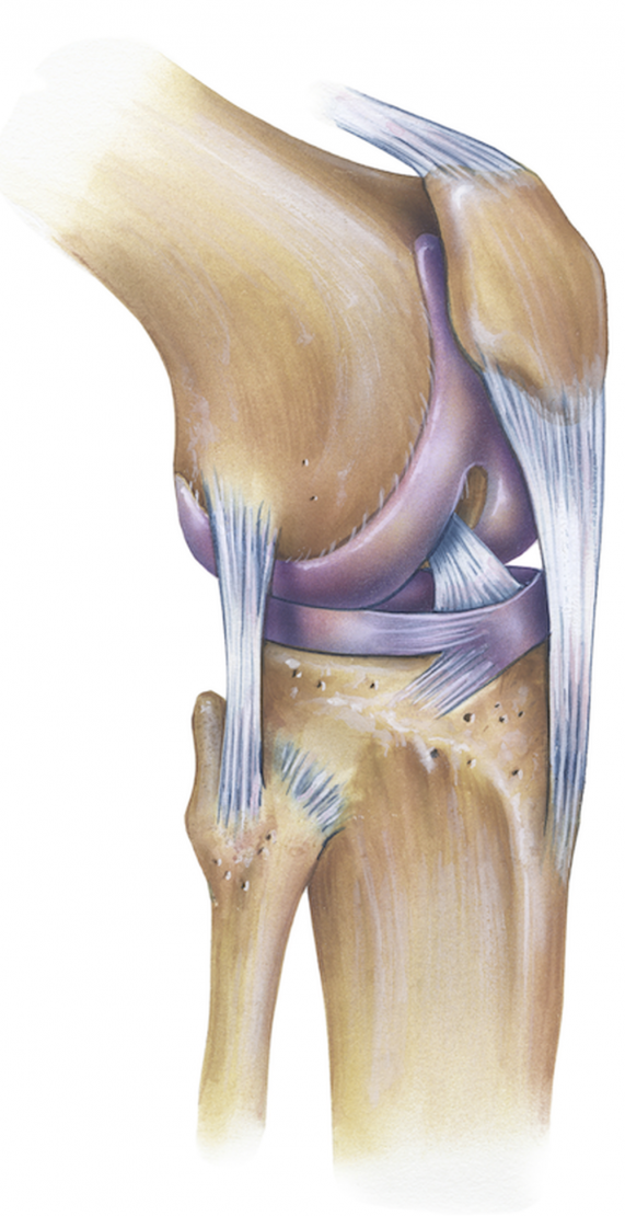 Anatomy Knee Joint | KLINIK am RING